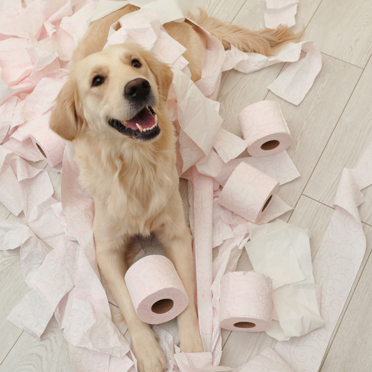 First Time Dog Owner Survival Guide - coming soon