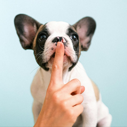 Puppy Survival Guide - (E-Book)